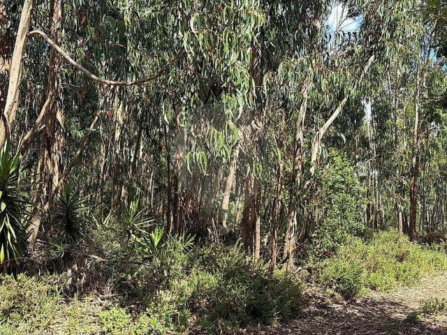 Terreno venda em Pinhal dos Frades, Mafra