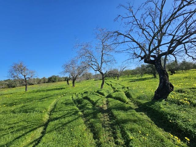 Terreno venda em Faro