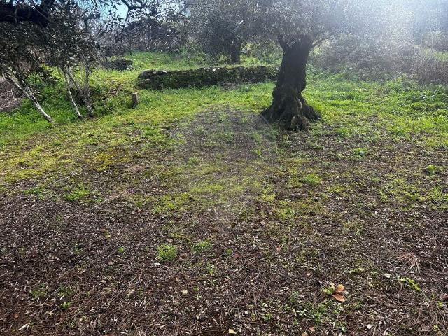 Terreno venda em Tomar, Santarém