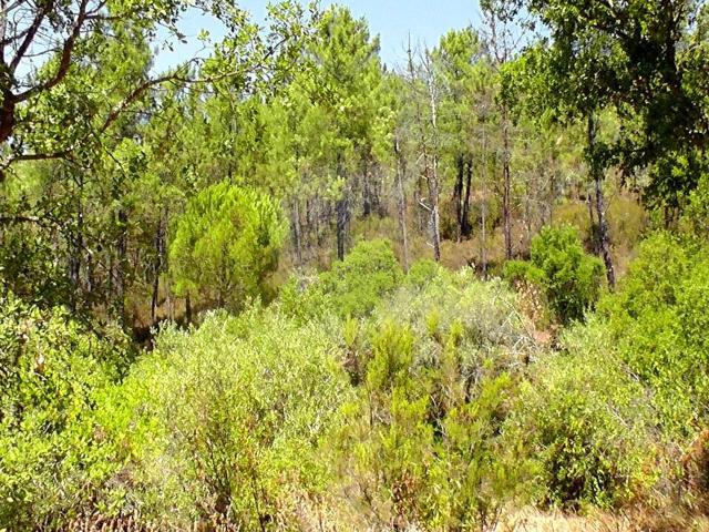 Terreno venda em Portinha, Rego Da Murta