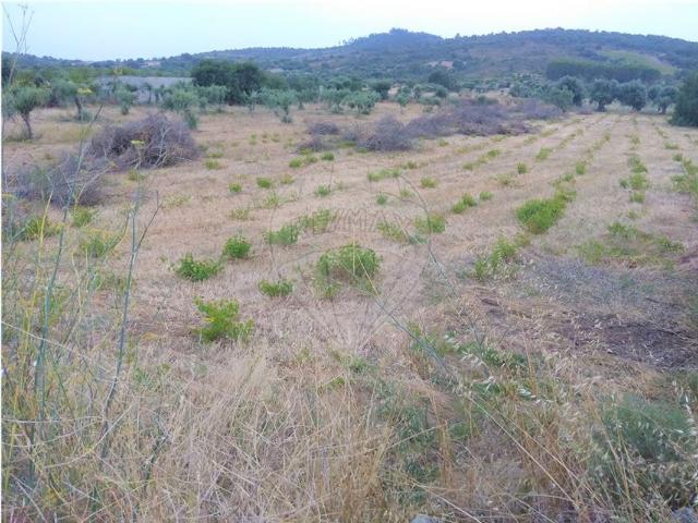 Terreno venda em Rego Da Murta, Santarém