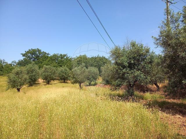 Terreno venda em Rego Da Murta, Santarém
