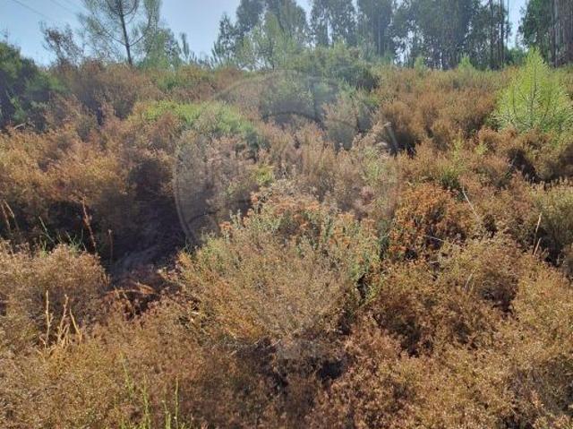 Terreno venda em Figueiró Dos Vinhos, Leiria