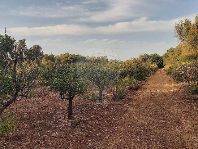 Terreno venda em Albufeira, Faro
