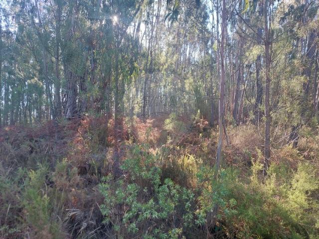 Terreno venda em Pardielas, Rego Da Murta