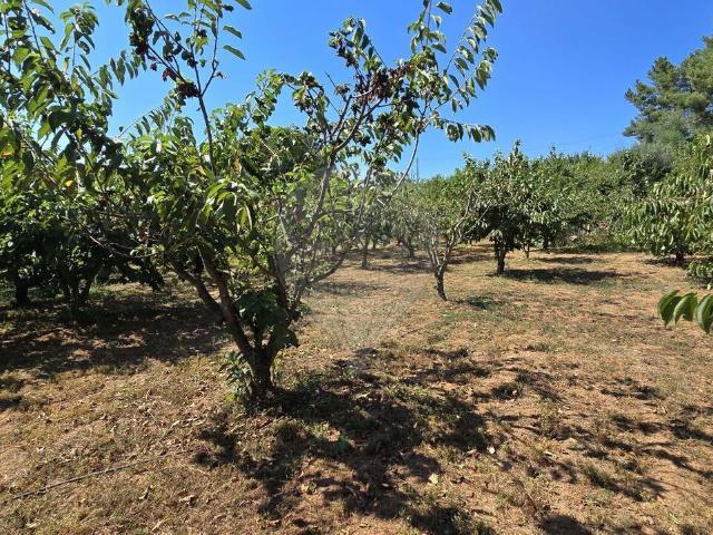 Terreno venda em Castelo Branco, Aldeia Nova Do Cabo