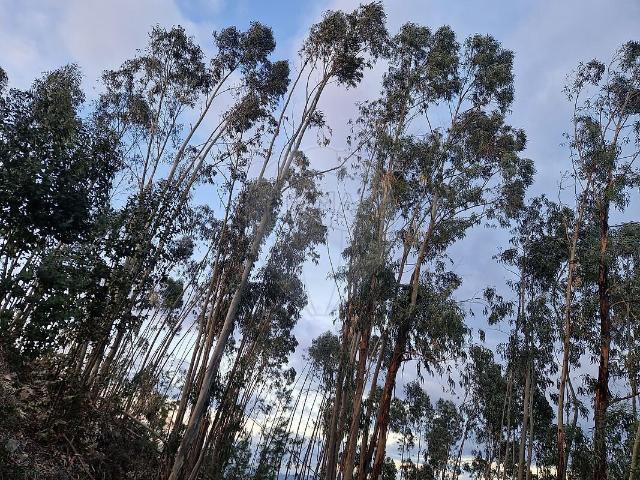 Terreno venda em Fundada, Vila de Rei