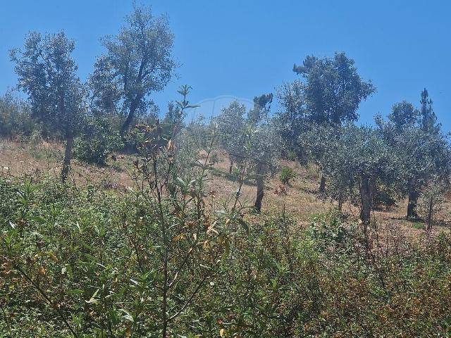 Terreno venda em Fundada, Vila de Rei