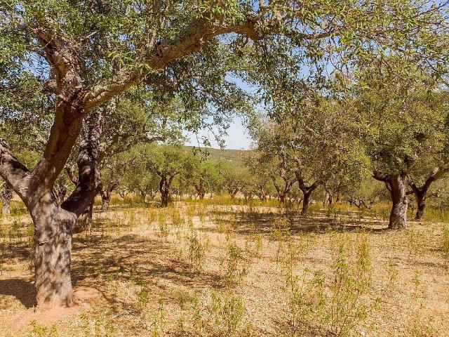 Terreno venda em Glória, Estremoz