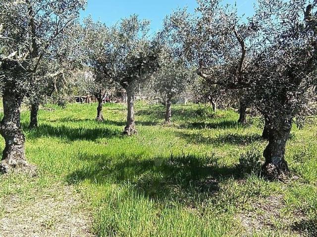 Terreno venda em Gonçalo, Guarda