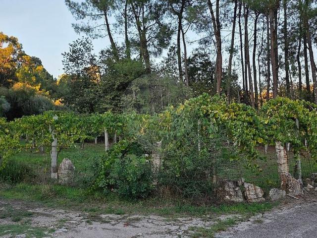 Terreno venda em Igreja, Valença