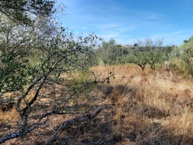 Terreno venda em Castelo Branco, Idanha-a-nova
