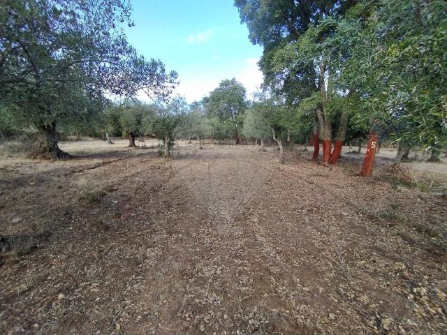 Terreno venda em Castelo Branco, Idanha-a-nova