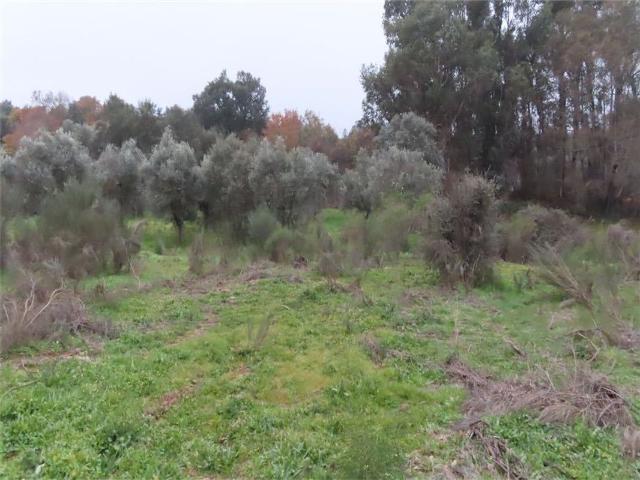 Terreno venda em Castelo Branco, Idanha-a-nova
