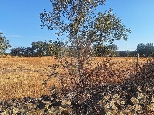 Terreno venda em Arraial das Naves de Santo António, Idanha-a-Nova
