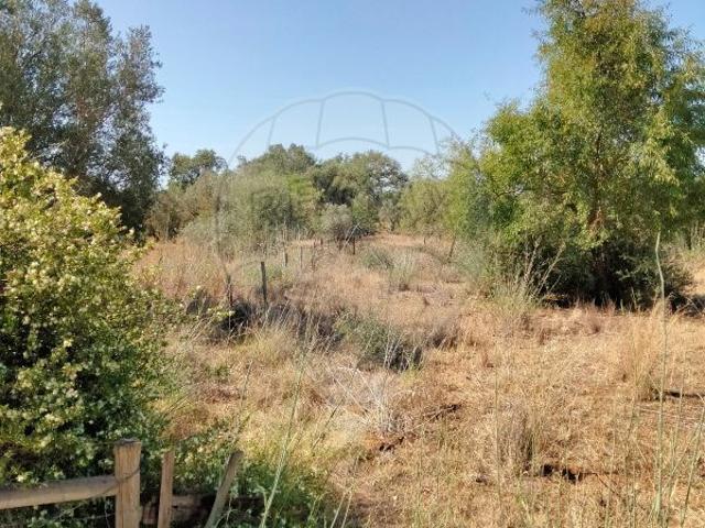Terreno venda em São Bartolomeu De Messines, Faro