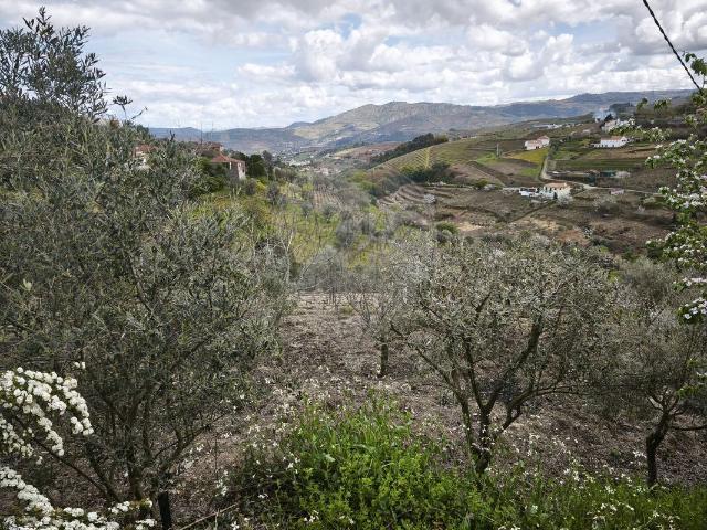 Terreno venda em Lamego, Viseu