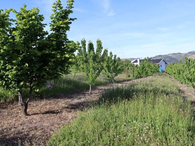 Terreno venda em Lamego, Viseu
