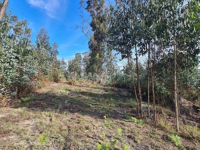 Terreno venda em Canas de Santa Maria, Tondela