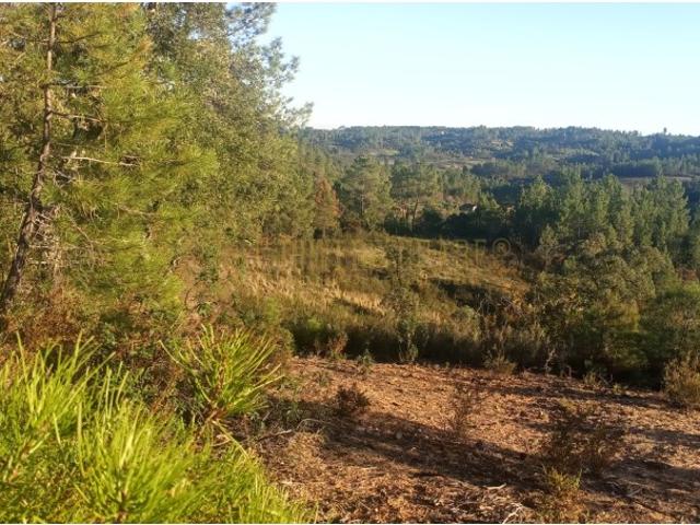 Terreno venda em Castelo Branco