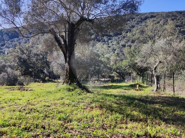 Terreno venda em Freixo Verde, Loulé