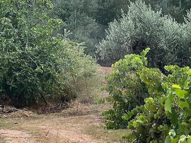 Terreno venda em Vendas de Maria, Maçãs de Dona Maria