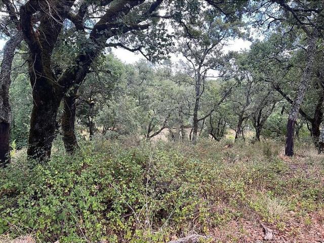 Terreno venda em Carvalhal, Maçãs de Dona Maria
