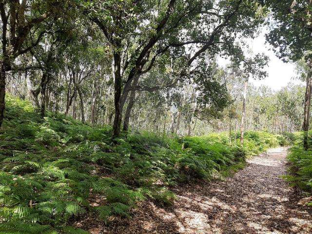 Terreno venda em Bocal, Mafra