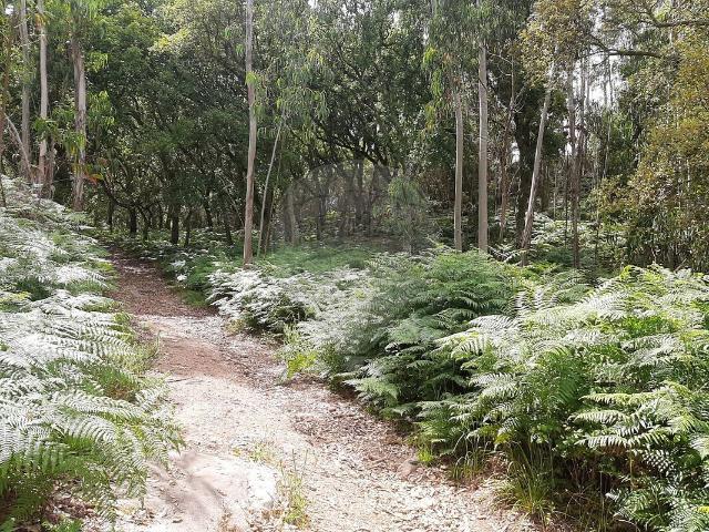 Terreno venda em Bocal, Mafra