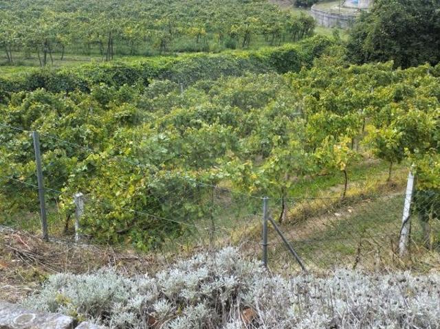 Terreno venda em Favões, São Lourenço Do Douro