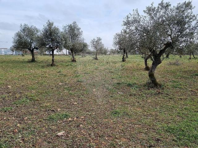 Terreno venda em Glória, Estremoz