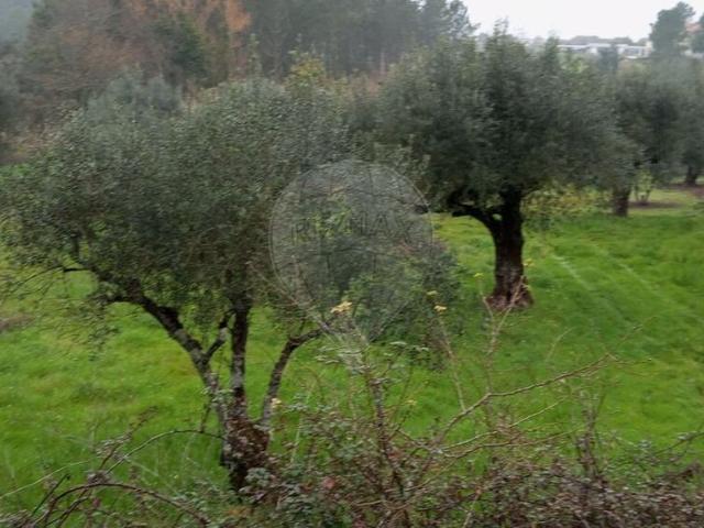 Terreno venda em Mealhada, Aveiro