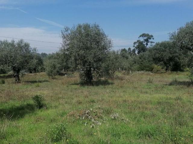 Terreno venda em Mealhada, Aveiro