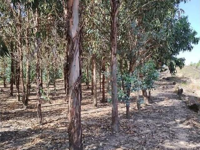 Terreno venda em Meimoa, Penamacor
