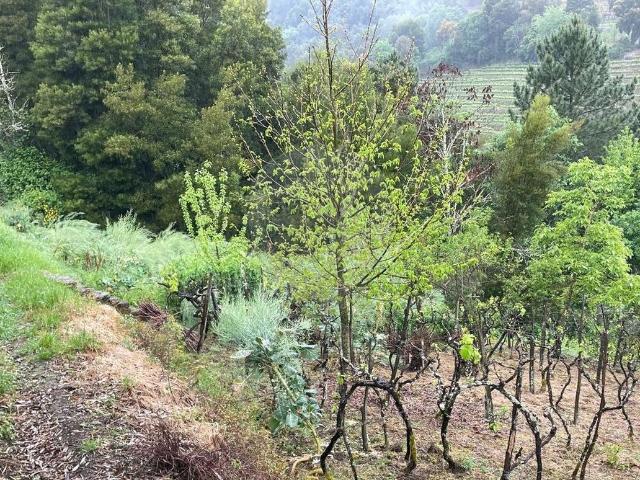 Terreno venda em São Nicolau, Vila Real