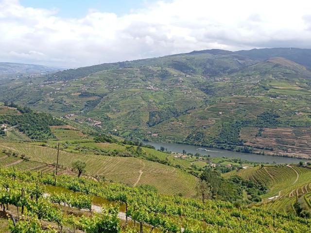Terreno venda em São Nicolau, Vila Real