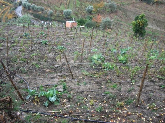 Terreno venda em São Nicolau, Vila Real