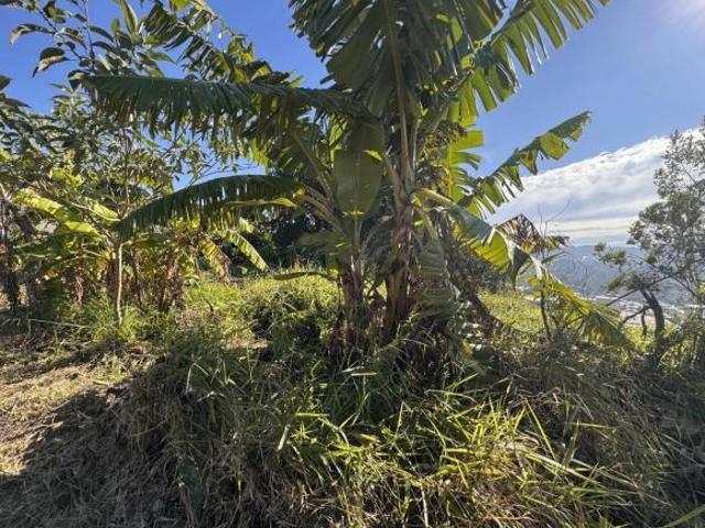 Terreno venda em Campo Bom