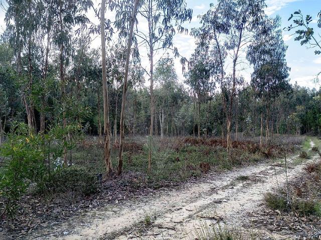 Terreno venda em Mira