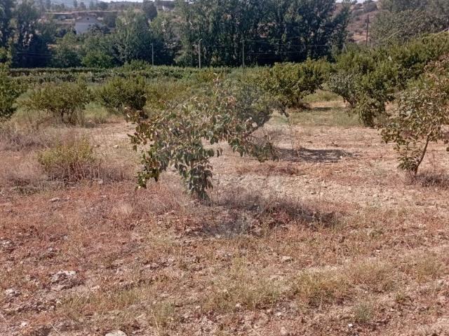 Terreno venda em Mirandela, Bragança