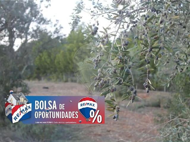 Terreno venda em Montalvo, Constância