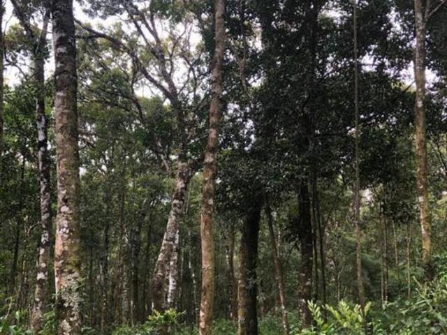 Terreno venda em Região Geográfica Imediata de Pouso Alegre, Camanducaia