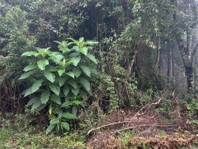 Terreno venda em Região Geográfica Imediata de Pouso Alegre, Camanducaia