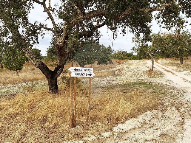 Terreno venda em Mora, Évora