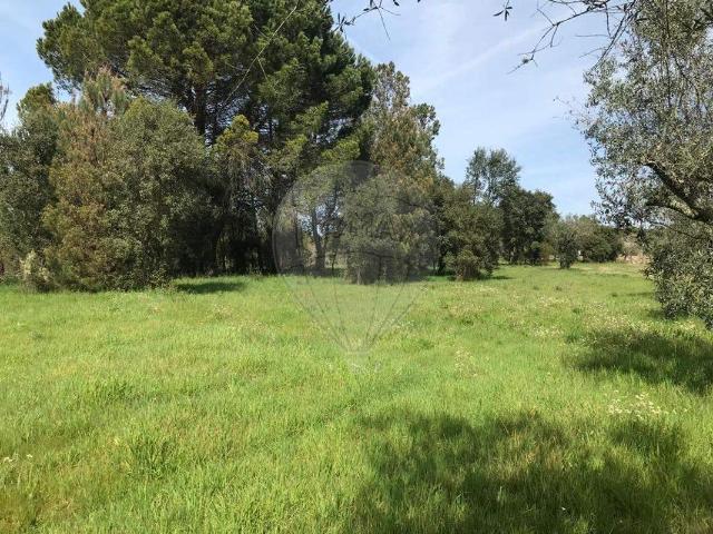 Terreno venda em Canas de Senhorim, Nelas