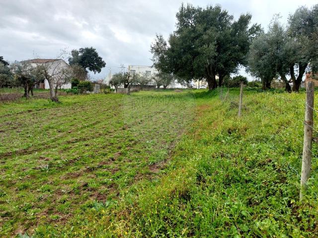 Terreno venda em Nisa, Portalegre