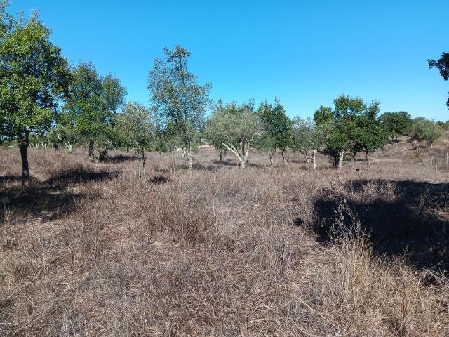Terreno venda em Nisa, Portalegre