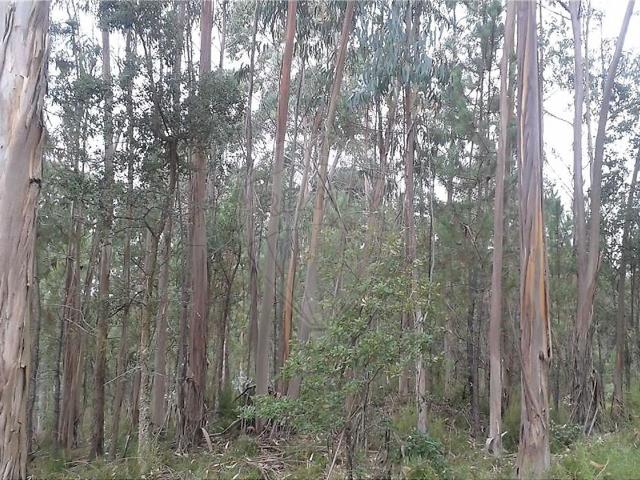 Terreno venda em Nossa Senhora das Misericórdias, Ourém