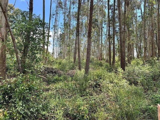 Terreno venda em Oiã, Oliveira do Bairro