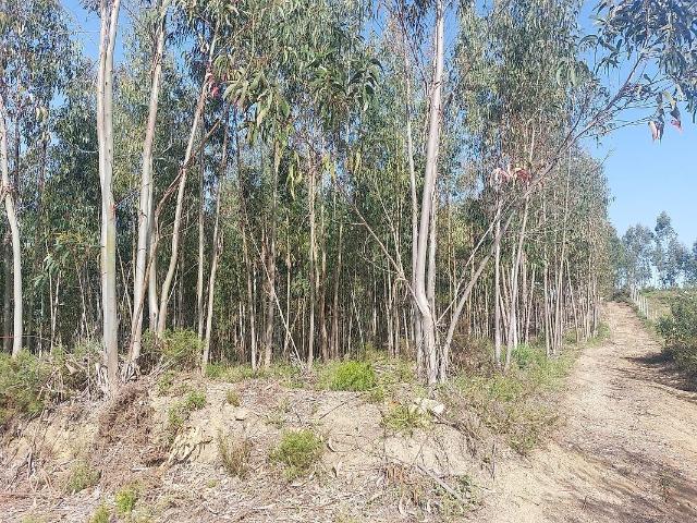 Terreno venda em Olalhas, Tomar